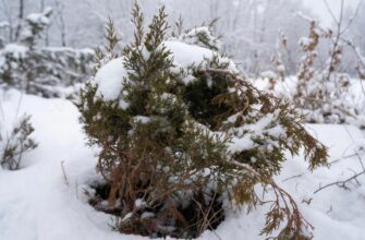 Укрытие можжевельника на зиму: нужно ли и как понять, когда это действительно необходимо