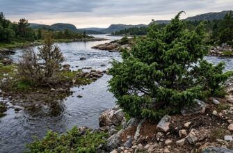 Можжевельник у воды: почему одно место убьёт растение, а другое сделает его идеальным